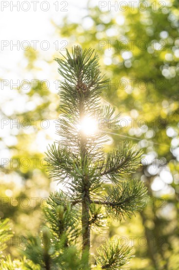 Sunbeams break through dense fir branches and illuminate the surroundings, hike to the Schlehrn, Alpe di Siusi, Dolomites, South Tyrol, Italy
