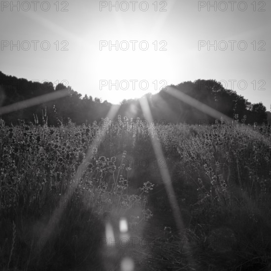 Sunlit lavender flowers at sunset, sunbeams, light reflections, monochrome, lavender fields Fromhausen, Detmold, East Westphalia-Lippe, Teutoburg Forest, North Rhine-Westphalia, Germany