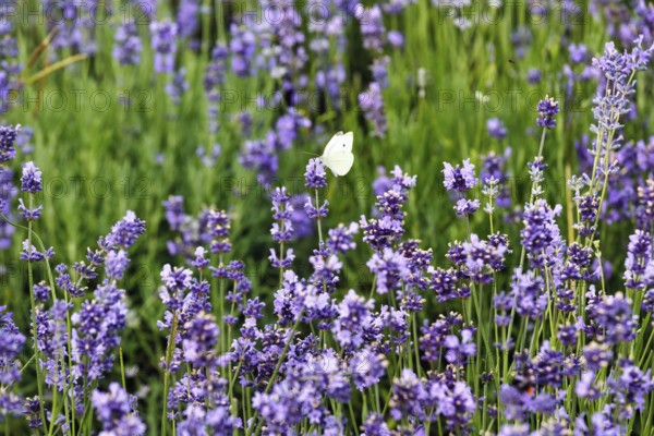 Lavender blossom, Cabbage butterfly (Pieris brassicae), Fromhausen lavender fields, Detmold, East Westphalia-Lippe, North Rhine-Westphalia, Germany