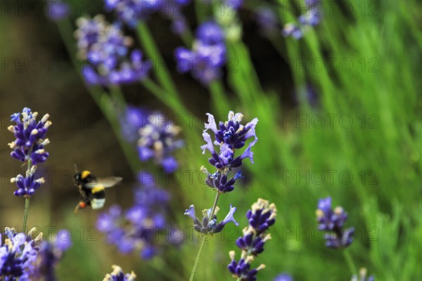 Lavender blossom, close-up with bumblebee, Fromhausen lavender fields, Detmold, East Westphalia-Lippe, Teutoburg Forest, North Rhine-Westphalia, Germany