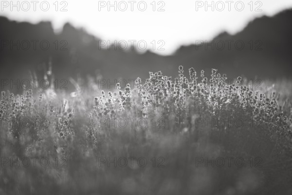 Sunlit lavender flowers at sunset, haze, monochrome, lavender fields Fromhausen, Detmold, East Westphalia-Lippe, Teutoburg Forest, North Rhine-Westphalia, Germany