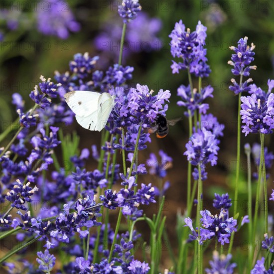 Lavender blossom, Cabbage butterfly (Pieris brassicae), Fromhausen lavender fields, Detmold, East Westphalia-Lippe, Teutoburg Forest, North Rhine-Westphalia, Germany