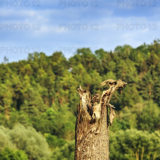 Little owl (Athene noctua) sitting on dead wood, Höxter, Weserbergland, North Rhine-Westphalia, Germany