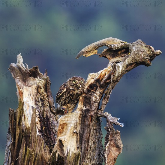 Little owl (Athene noctua) sitting on dead wood, prey in its beak, Höxter, Weserbergland, North Rhine-Westphalia, Germany
