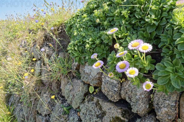 Wallflowers, flowering plants on a stone wall by the roadside at Land's End. Land's End, the tip of the headland in the west of Cornwall, is the most westerly point in England. Land's End, Sennen, Penzance, Cornwall, South West England, Great Britain
