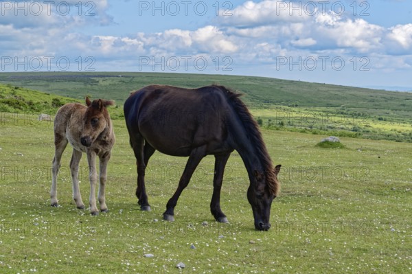 Horses and foals at Haytor Dawn in Dartmoor National Park. Bovey Tracey, Devon, South England, Great Britain
