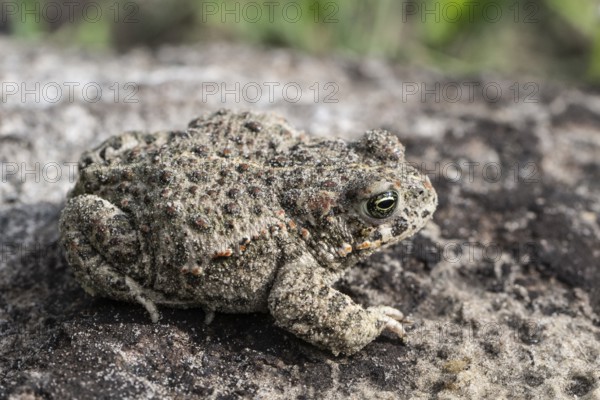 Natterjack toad (Epidalea calamita), Emsland, Lower Saxony, Germany