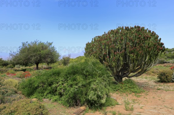 Euphorbia ingens, cactus spurge, spurge family, flowering, flowers, Karoo Desert Botanic Garden, Worcester, Western Cape, South Africa