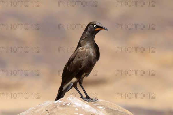 Bicoloured Glossy Starling (Lamprotornis bicolor), adult, on rocks, alert, Mountain Zebra National Park, Eastern Cape, South Africa