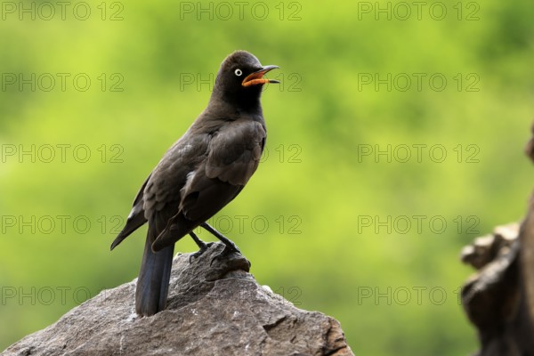 Bicoloured Glossy Starling (Lamprotornis bicolor), adult, on rocks, calling, alert, Mountain Zebra National Park, Eastern Cape, South Africa