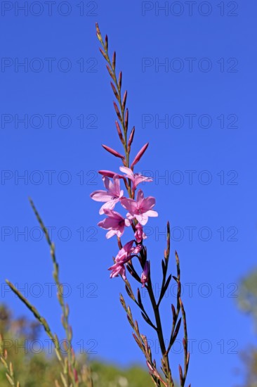 Watsonia borbonica, Cape horn lily, flower, flowering, Kirstenbosch Botanical Gardens, Cape Town, South Africa