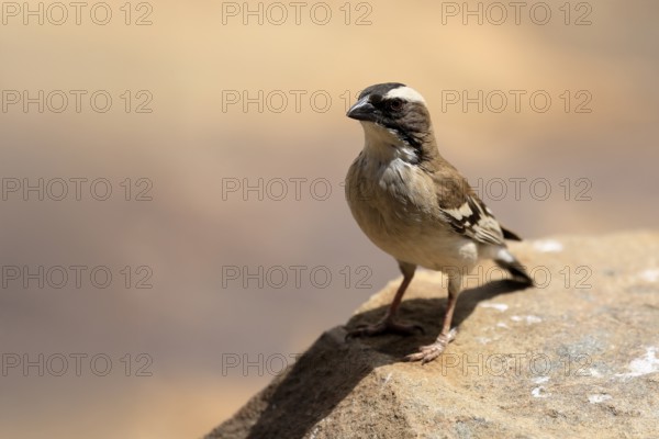 White-browed Weaver (Plocepasser mahali), adult male, on the ground, alert, Mountain Zebra National Park, Eastern Cape, South Africa