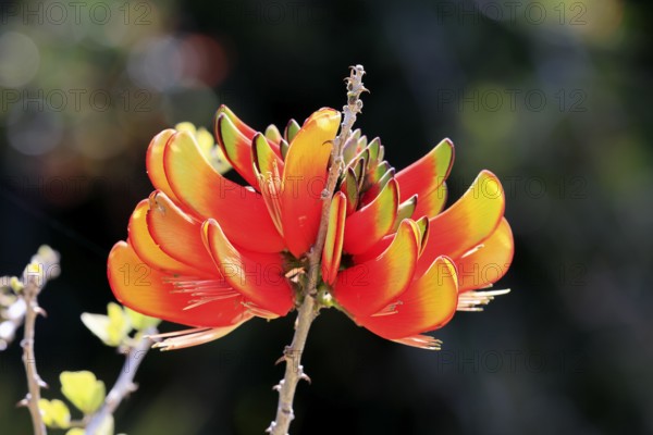 Erythrina acanthocarpa, Tambuki thorn, flowering, flowers, Karoo Desert Botanic Garden, Worcester, Western Cape, South Africa