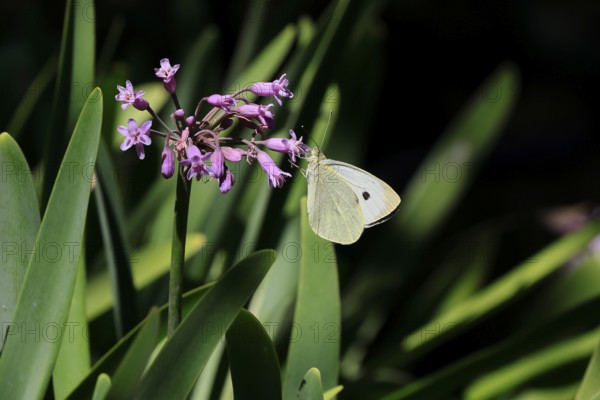 Tulbaghia simmleri, indoor garlic, flowers, flowering, Kirstenbosch Botanical Gardens, Cape Town, South Africa