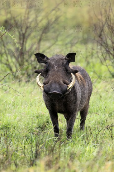 Warthog (Phacochoerus africanus), adult, male, foraging, alert, Kruger, Kruger National Park, South Africa