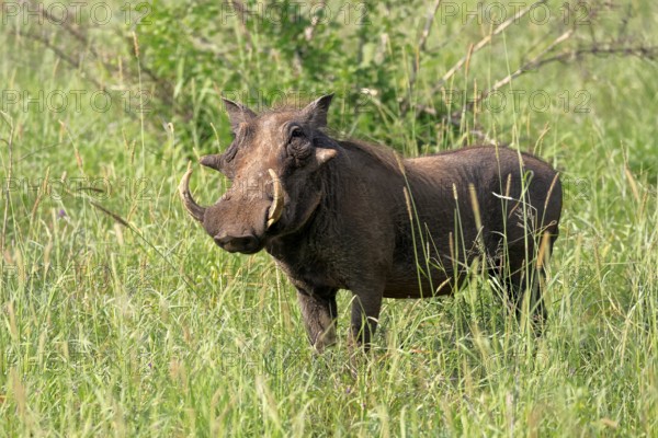 Warthog (Phacochoerus africanus), adult, male, foraging, alert, Kruger, Kruger National Park, South Africa