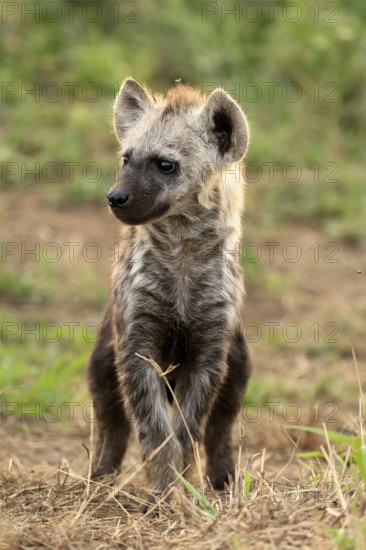 Spotted hyena (Crocuta crocuta), spotted hyena, young animal, alert, curious, Kruger, Kruger National Park, South Africa