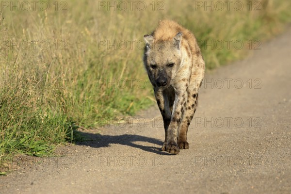 Spotted hyena (Crocuta crocuta), spotted hyena, adult, running, Kruger, Kruger National Park, South Africa