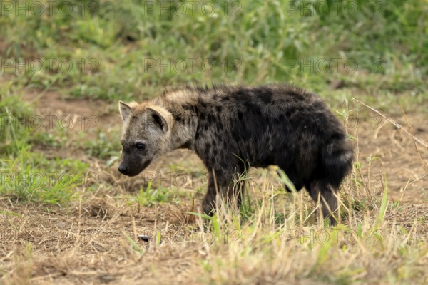 Spotted hyena (Crocuta crocuta), spotted hyena, young animal, alert, curious, Kruger, Kruger National Park, South Africa