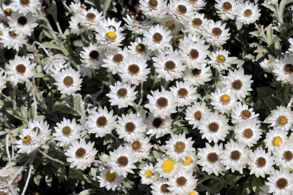 Syncarpha argyropsis, flowers, flowering, Kirstenbosch Botanical Gardens, Cape Town, South Africa
