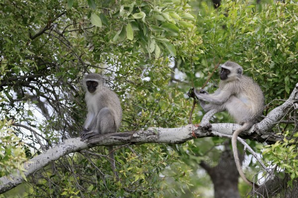 Vervet Monkey (Chlorocebus pygerythrus), adult, sitting, two, tree trunk, Kruger, Kruger National Park, South Africa