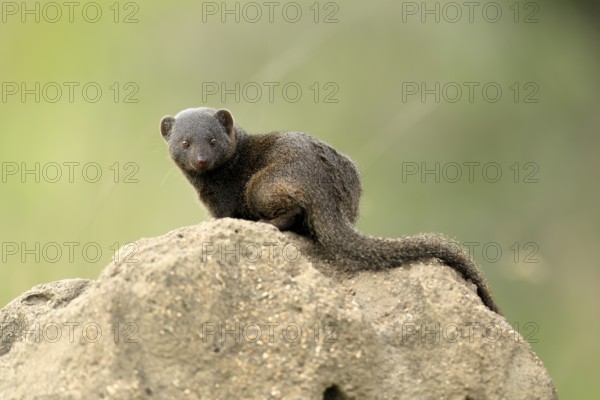Dwarf mongoose (Helogale parvula), adult, termite mound, burrow, alert, Kruger, Kruger National Park, South Africa