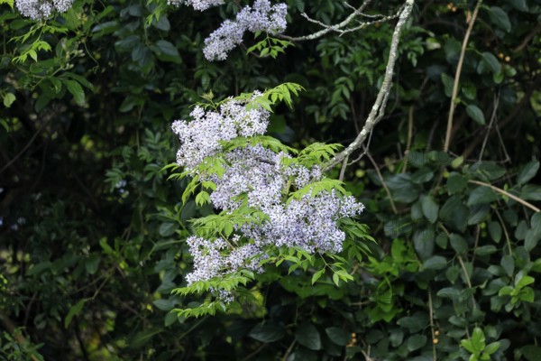 Cedrach tree (Melia azedarach), flower, in bloom, Kirstenbosch Botanical Gardens, Cape Town, South Africa