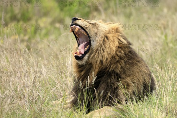 Lion (Panthera leo), male, portrait, yawning, Kruger, Kruger National Park, South Africa