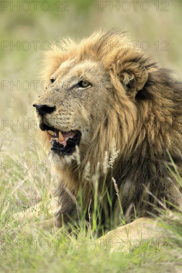 Lion (Panthera leo), male, portrait, alert, Kruger, Kruger National Park, South Africa