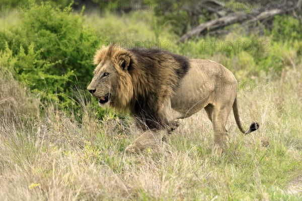 Lion (Panthera leo), male, running, Kruger, Kruger National Park, South Africa