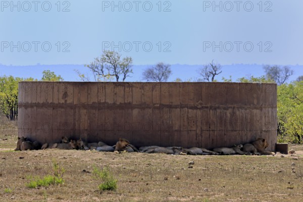 Lion (Panthera leo), adult, group, water tank, shade, cooling, lying, resting, Kruger, Kruger National Park, South Africa