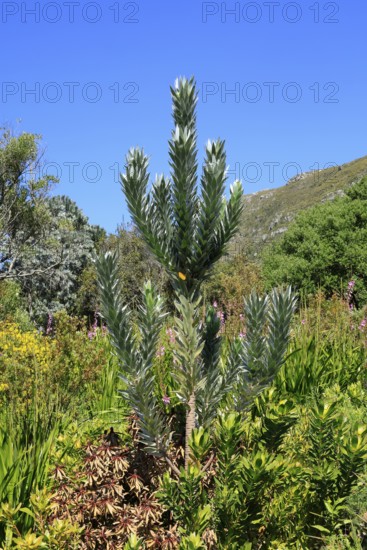 Silver tree (Leucadendron argenteum), flowering, flowers, Kirstenbosch Botanical Gardens, Cape Town, South Africa