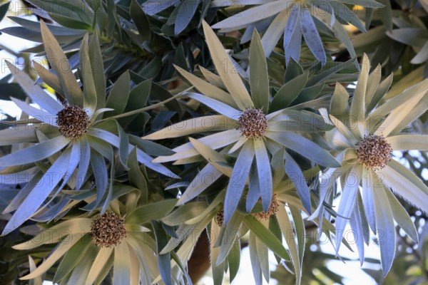 Silver tree (Leucadendron argenteum), flowering, flowers, Kirstenbosch Botanical Gardens, Cape Town, South Africa