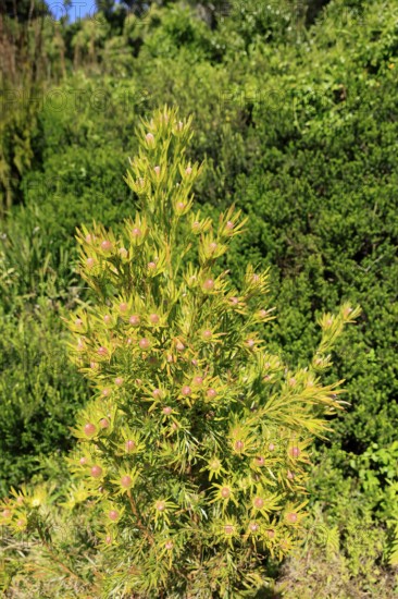 Silver tree (Leucadendron salignum), flowering, flowers, Kirstenbosch Botanical Gardens, Cape Town, South Africa