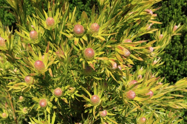 Silver tree (Leucadendron salignum), flowering, flowers, Kirstenbosch Botanical Gardens, Cape Town, South Africa