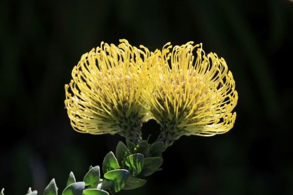Pincushion protea (Leucospermum cordifolium), flower, in bloom, Kirstenbosch Botanical Gardens, Cape Town, South Africa