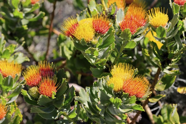 Pincushion protea (Leucospermum oleifolium), flower, in bloom, Kirstenbosch Botanical Gardens, Cape Town, South Africa