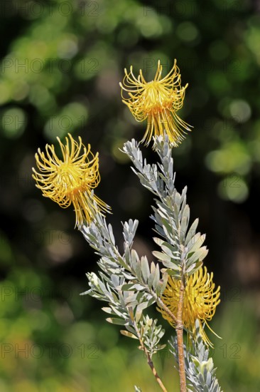 Pincushion protea (Leucospermum reflexum var. luteum), rocket pincushion, flower, flowering, Kirstenbosch Botanical Gardens, Cape Town, South Africa