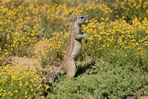 Cape bristle-necked squirrel (Xerus inauris), adult, alert, standing upright, foraging, flower meadow, Mountain Zebra National Park, Eastern Cape, South Africa