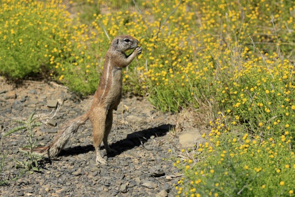 Cape bristle-thighed squirrel (Xerus inauris), adult, alert, standing upright, feeding, flower meadow, Mountain Zebra National Park, Eastern Cape, South Africa