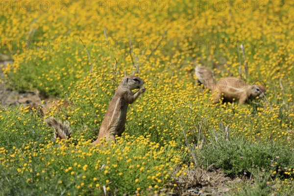 Cape bristle-necked squirrel (Xerus inauris), adult, alert, standing upright, feeding, flower meadow, pair, Mountain Zebra National Park, Eastern Cape, South Africa
