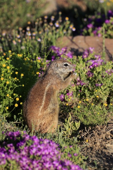 Cape bristle-thighed squirrel (Xerus inauris), adult, alert, standing upright, feeding, flower meadow, Mountain Zebra National Park, Eastern Cape, South Africa
