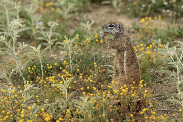 Cape bristle-thighed squirrel (Xerus inauris), adult, standing upright, feeding, flower meadow, Mountain Zebra National Park, Eastern Cape, South Africa