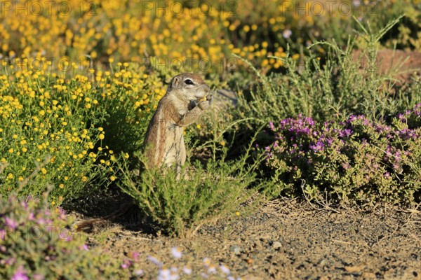 Cape Bristle-thighed Squirrel, (Xerus inauris), adult, alert, standing upright, feeding, flower meadow, Mountain Zebra National Park, Eastern Cape, South Africa