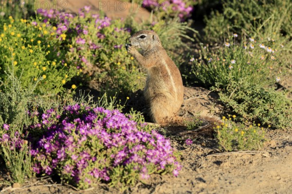 Cape Bristle-thighed Squirrel, (Xerus inauris), adult, alert, standing upright, feeding, flower meadow, Mountain Zebra National Park, Eastern Cape, South Africa