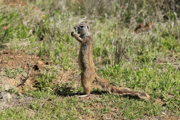 Cape bristle-thighed squirrel (Xerus inauris), adult, alert, standing upright, feeding, Mountain Zebra National Park, Eastern Cape, South Africa