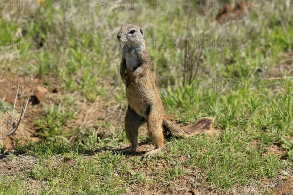 Cape bristle-necked squirrel (Xerus inauris), adult, alert, standing upright, foraging, Mountain Zebra National Park, Eastern Cape, South Africa
