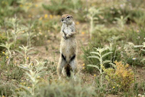 Cape bristle-necked squirrel (Xerus inauris), adult, alert, standing upright, Mountain Zebra National Park, Eastern Cape, South Africa