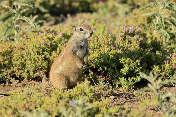 Cape bristle-thighed squirrel (Xerus inauris), adult, alert, standing upright, flowering meadow, Mountain Zebra National Park, Eastern Cape, South Africa
