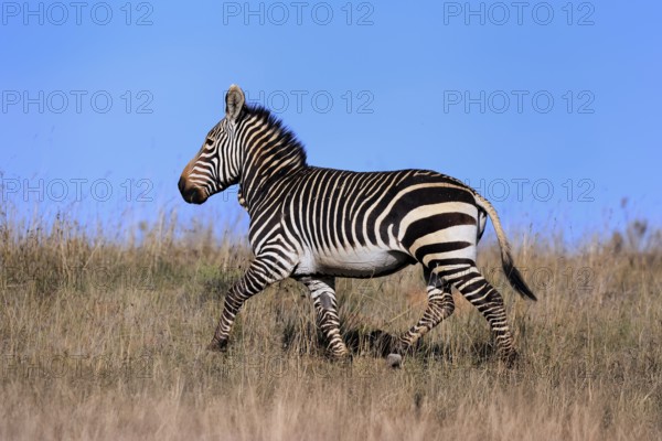 Cape Mountain Zebra (Equus zebra zebra), adult, running, foraging, Mountain Zebra National Park, Eastern Cape, South Africa